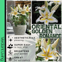 Oriental Golden Romance Lily Plant