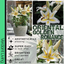 Oriental Golden Romance Lily