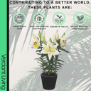 Oriental Golden Romance Lily Plant