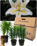 Oriental Golden Romance Lily Plant