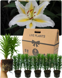 Oriental Golden Romance Lily Plant