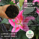 Oriental Rich Romance Lily Plant