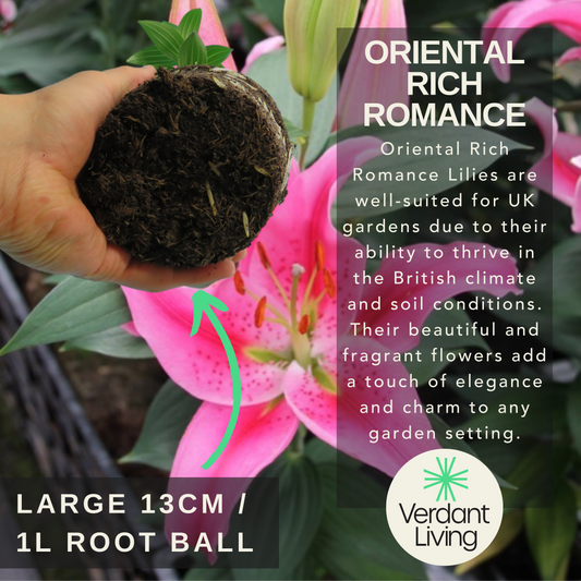 Hand holding a lily root ball before a deep pink speckled oriental lily, with overlaid care text