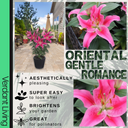 Oriental Rich Romance Lily Plant