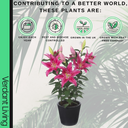 Oriental Rich Romance Lily Plant