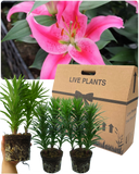 Oriental Rich Romance Lily Plant