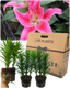 Oriental Rich Romance Lily