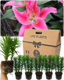 Oriental Rich Romance Lily Plant