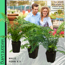 Male Fern Plant