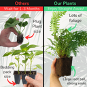 Male Fern Plant