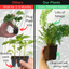 Male Fern