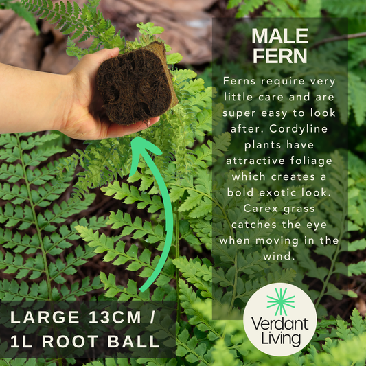 Dryopteris filix-mas (Male Fern) – Hardy Fern (Set of 3 or 6)