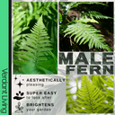 Male Fern Plant