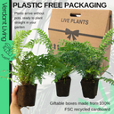 Male Fern Plant