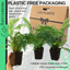 Male Fern