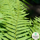 Male Fern Plant
