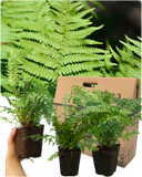 Male Fern Plant