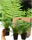 Male Fern
