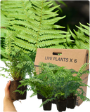 Male Fern Plant