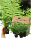 Male Fern