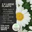 Marguerite Argyranthemum Madeira Double White