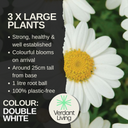 Marguerite Argyranthemum Madeira Double White Plant