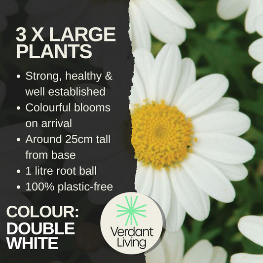 Care card: 3 large plants, blooms on arrival, about 25cm tall, 1L root ball, plastic-free, with a white daisy