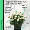 Marguerite Argyranthemum Madeira Double White Plant