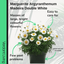 Marguerite Argyranthemum Madeira Double White