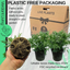 Marguerite Argyranthemum Madeira Double White