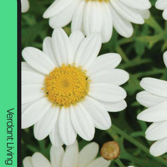 Argyranthemum 'Madeira Double White' (Marguerite Daisy) – Summer Bedding (3 or 6 x 1L Pots)