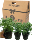 Marguerite Argyranthemum Madeira Double White Plant