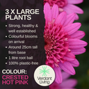 Marguerite Argyranthemum Madeira Crested Hot Pink Plant