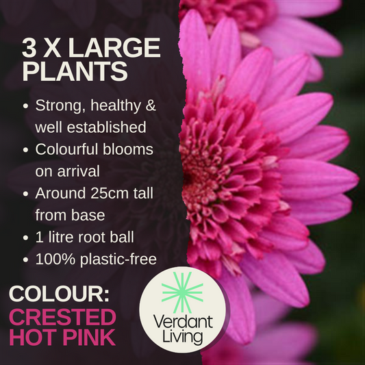 Care card: 3 large plants, blooms on arrival, about 25cm tall, 1L root ball, plastic-free, with crested pink daisies