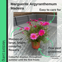 Marguerite Argyranthemum Madeira Crested Hot Pink Plant