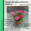 Marguerite Argyranthemum Madeira Crested Hot Pink