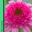 Marguerite Argyranthemum Madeira Crested Hot Pink