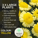 Marguerite Argyranthemum Madeira Yellow Plant