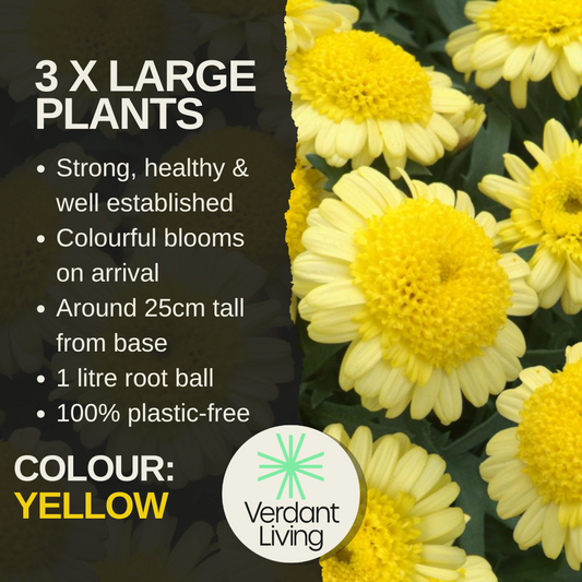 Care card: 3 large plants, blooms on arrival, about 25cm tall, 1L root ball, plastic-free, with yellow daisies