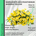 Marguerite Argyranthemum Madeira Yellow Plant