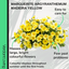 Marguerite Argyranthemum Madeira Yellow