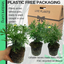 Marguerite Argyranthemum Madeira Yellow