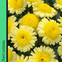 Marguerite Argyranthemum Madeira Yellow Plant