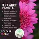 Marguerite Argyranthemum Madeira Plant