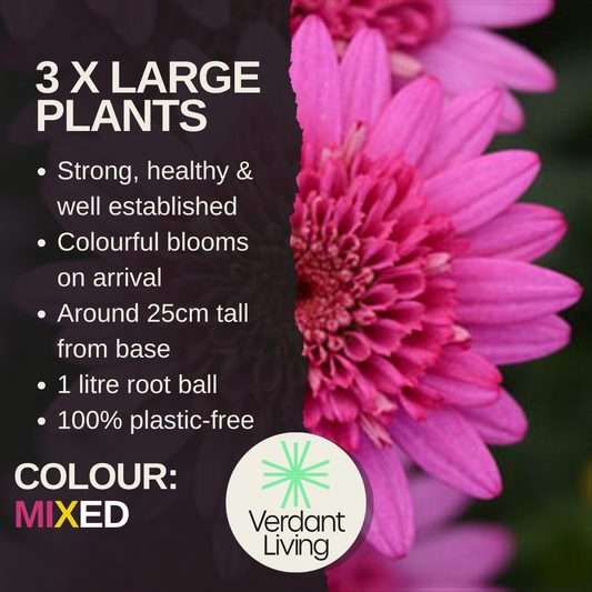 Care card: 3 large plants, blooms on arrival, about 25cm tall, 1L root ball, plastic-free, with crested pink daisies