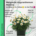 Marguerite Argyranthemum Madeira Plant
