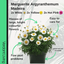 Marguerite Argyranthemum Madeira, White, Hot Pink,Yellow