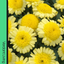 Marguerite Argyranthemum Madeira, White, Hot Pink,Yellow