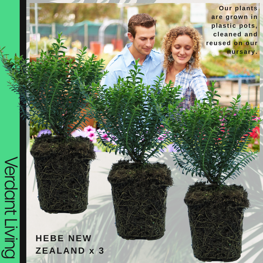 Hebe 'New Zealand Gold' – Evergreen Shrub (Set of 3 or 6)