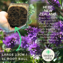 New Zealand Gold Plant